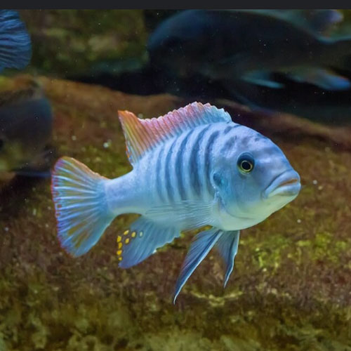Freshwater Fish Freshwater Fish
