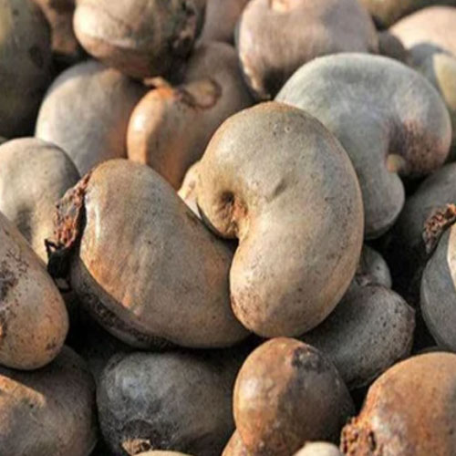 Raw Cashew Raw Cashew